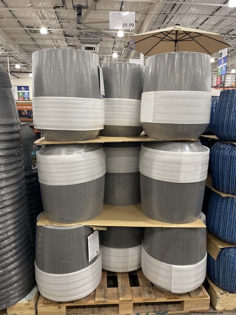 Costco Gardening Finds: Spring Bulbs, Roses & More (20+ Deals!)