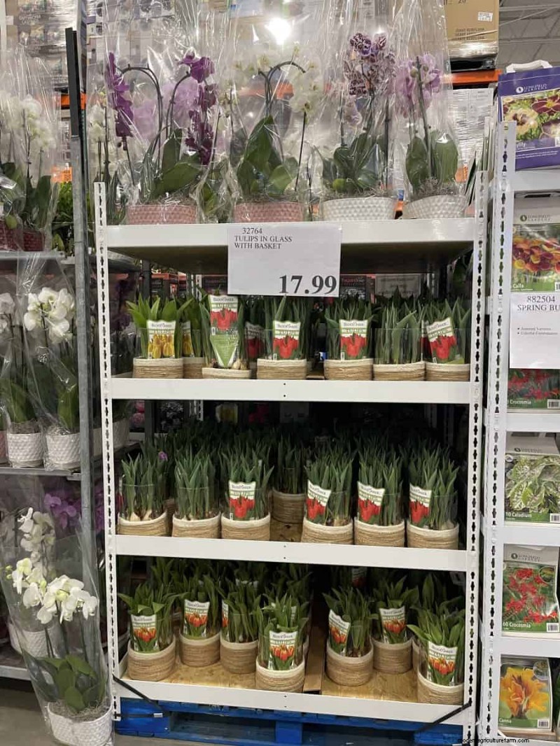 Costco Gardening Finds: Spring Bulbs, Roses & More (20+ Deals!)