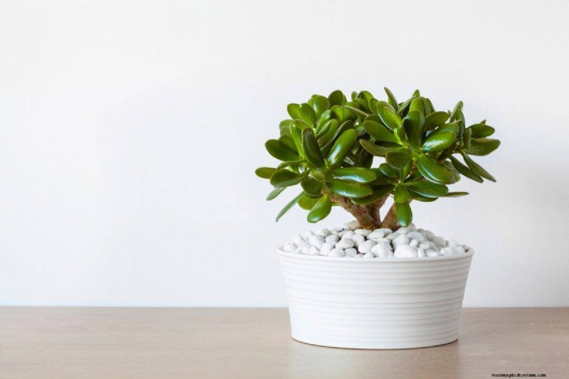 25 Lucky Plants for Wealth & Prosperity: Cultural Significance & Care