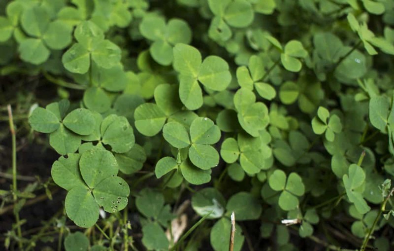 25 Lucky Plants for Wealth & Prosperity: Cultural Significance & Care