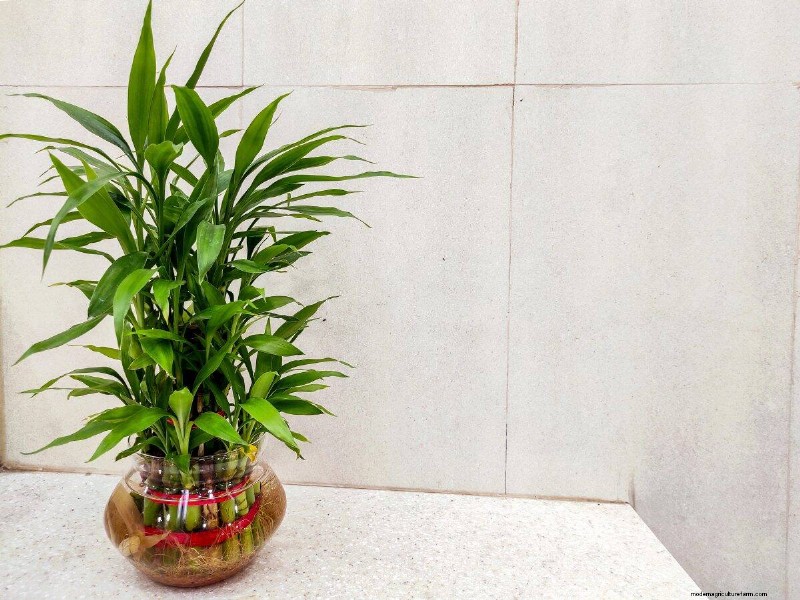 25 Lucky Plants for Wealth & Prosperity: Cultural Significance & Care