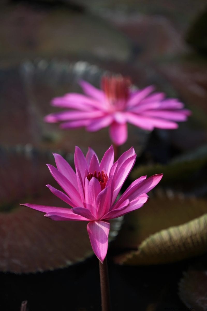 25 Lucky Plants for Wealth & Prosperity: Cultural Significance & Care