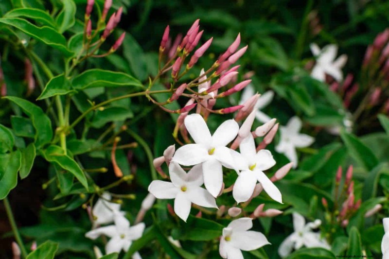 25 Lucky Plants for Wealth & Prosperity: Cultural Significance & Care