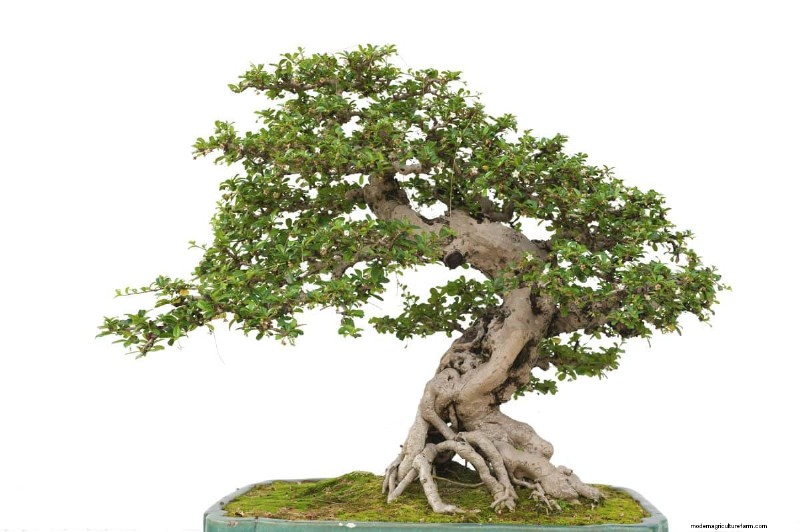 25 Lucky Plants for Wealth & Prosperity: Cultural Significance & Care