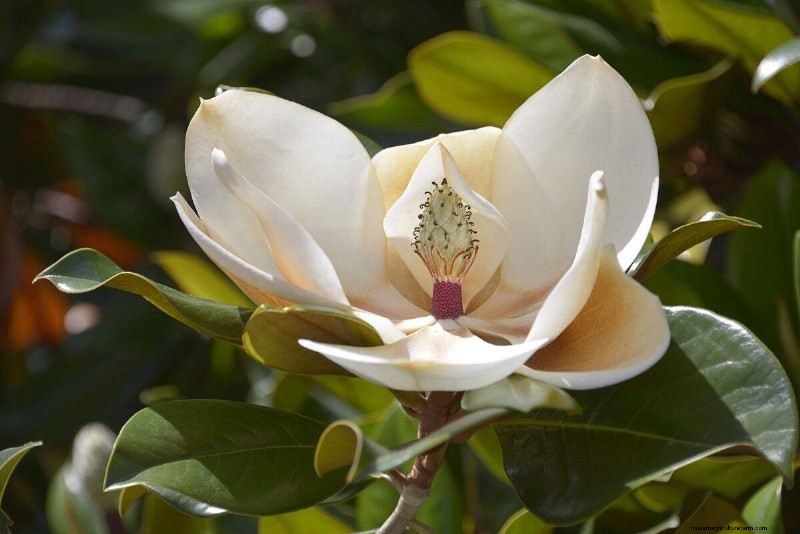 25 Lucky Plants for Wealth & Prosperity: Cultural Significance & Care
