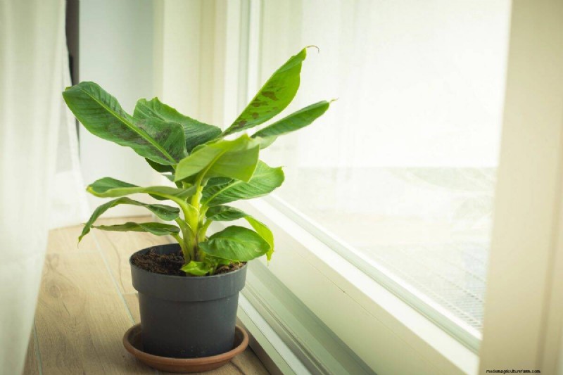 25 Lucky Plants for Wealth & Prosperity: Cultural Significance & Care