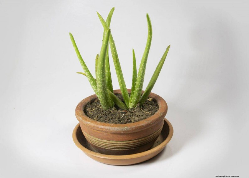 25 Lucky Plants for Wealth & Prosperity: Cultural Significance & Care