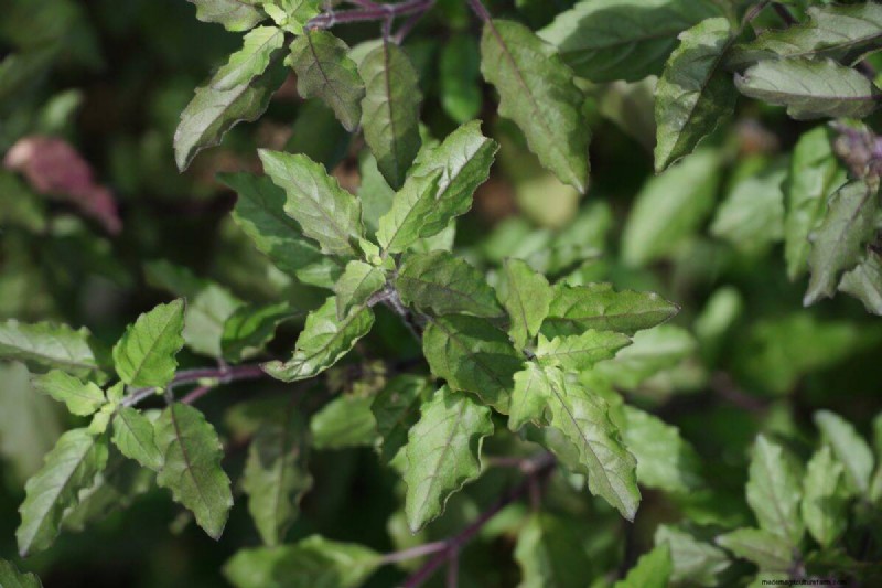 25 Lucky Plants for Wealth & Prosperity: Cultural Significance & Care