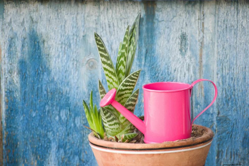 Succulent Root Rot Prevention: 11 Essential Steps to Save Your Plants