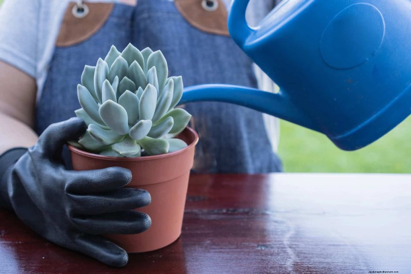 Succulent Root Rot Prevention: 11 Essential Steps to Save Your Plants