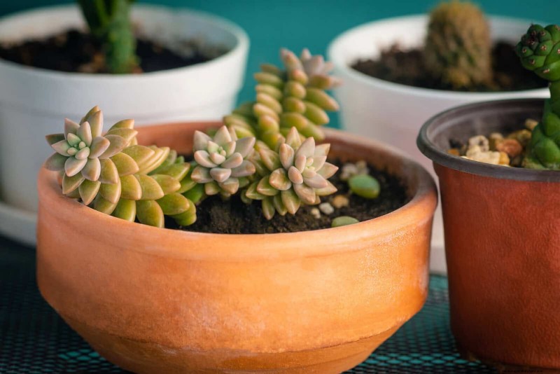 Succulent Root Rot Prevention: 11 Essential Steps to Save Your Plants