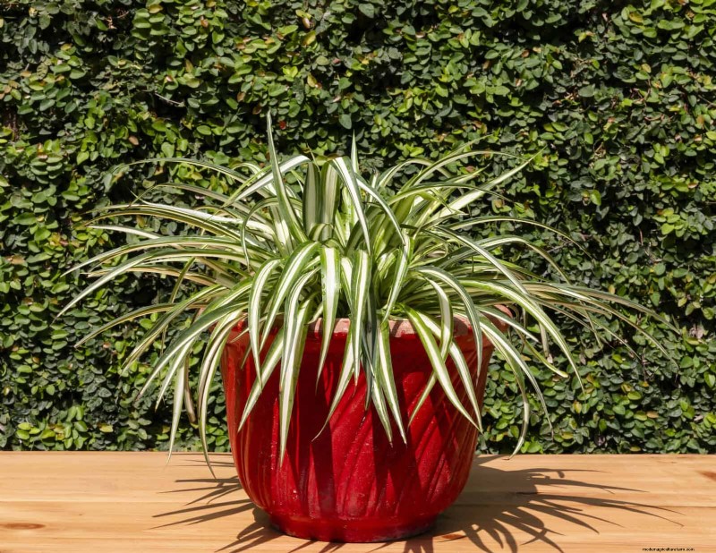 Spider Plant Care: Avoid These 15 Common Mistakes for a Thriving Plant