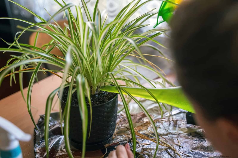 Spider Plant Care: Avoid These 15 Common Mistakes for a Thriving Plant