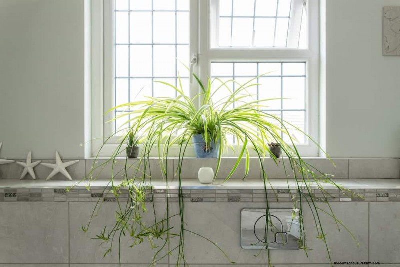 Spider Plant Care: Avoid These 15 Common Mistakes for a Thriving Plant