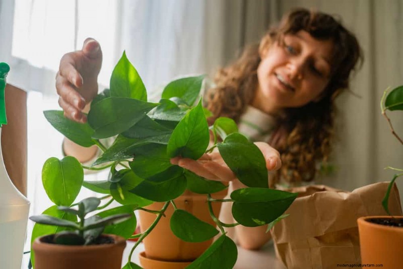 Pothos Care: 17 Common Mistakes & How to Fix Them