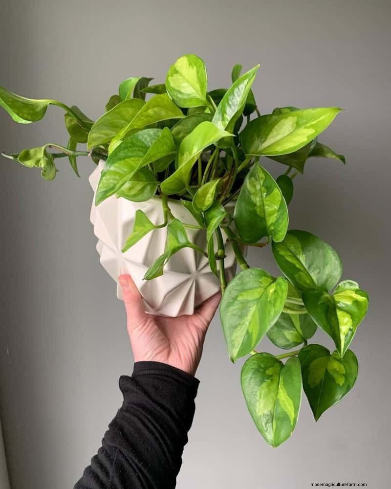 Pothos Care: 17 Common Mistakes & How to Fix Them
