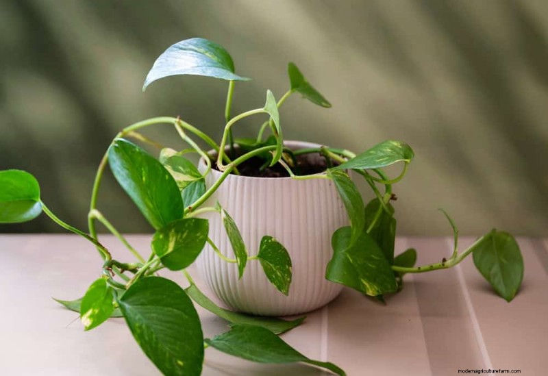 Pothos Care: 17 Common Mistakes & How to Fix Them