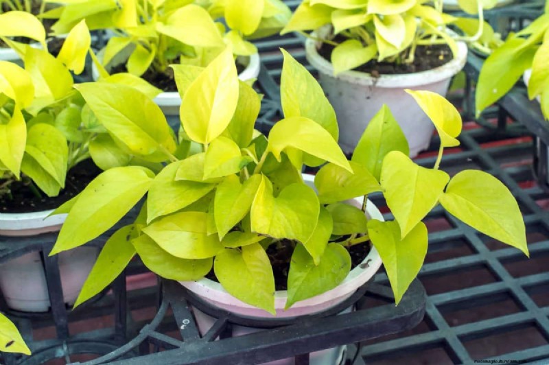 Pothos Care: 17 Common Mistakes & How to Fix Them