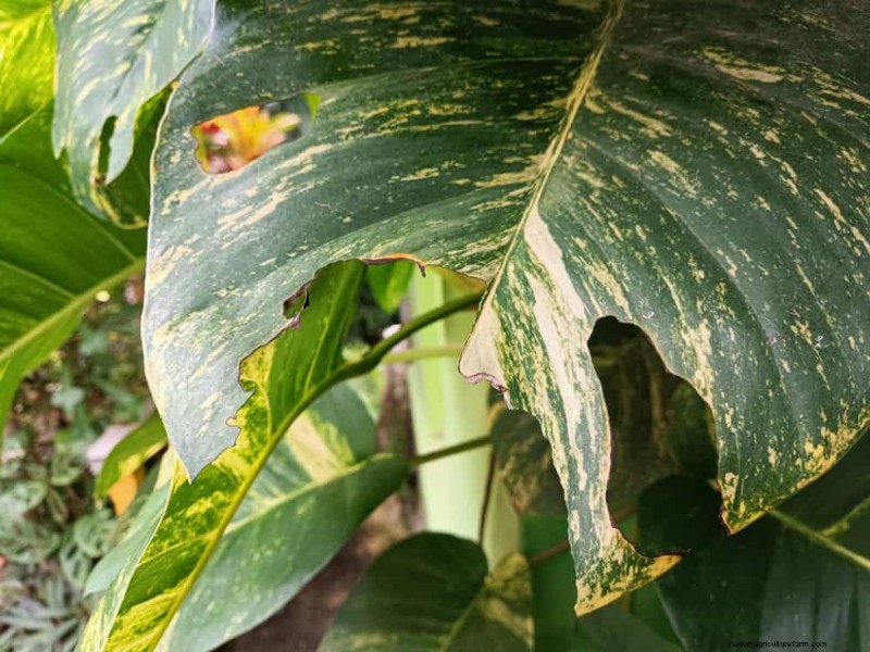 Pothos Care: 17 Common Mistakes & How to Fix Them