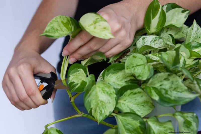 Pothos Care: 17 Common Mistakes & How to Fix Them