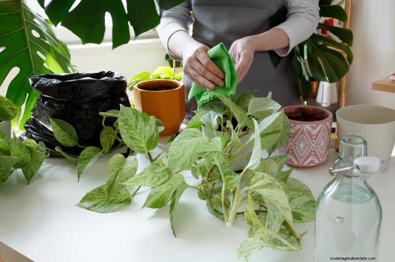 Pothos Care: 17 Common Mistakes & How to Fix Them