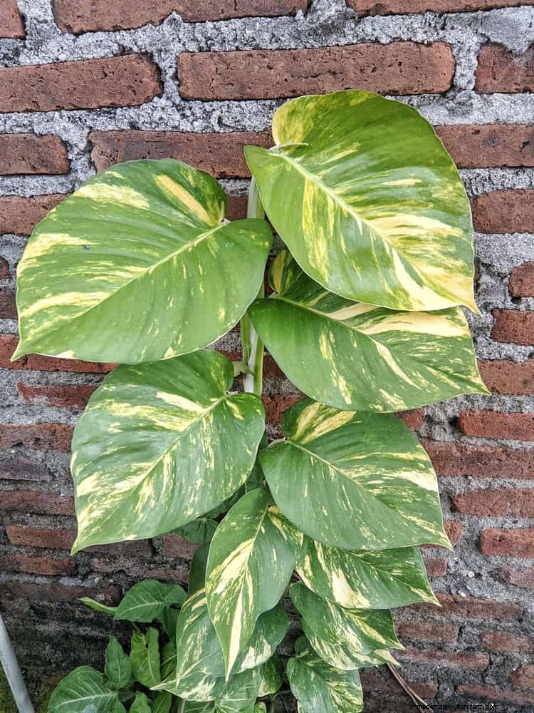 Pothos Care: 17 Common Mistakes & How to Fix Them