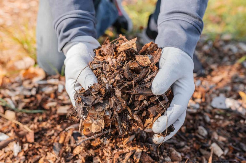 Cover Crops vs. Mulch: A Comprehensive Guide for Garden Health