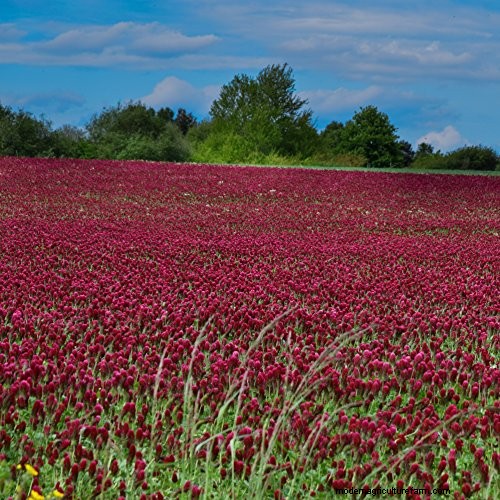 Cover Crops vs. Mulch: A Comprehensive Guide for Garden Health