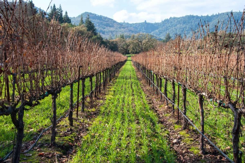 Cover Crops vs. Mulch: A Comprehensive Guide for Garden Health