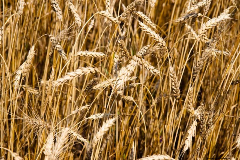 Cover Crops vs. Mulch: A Comprehensive Guide for Garden Health