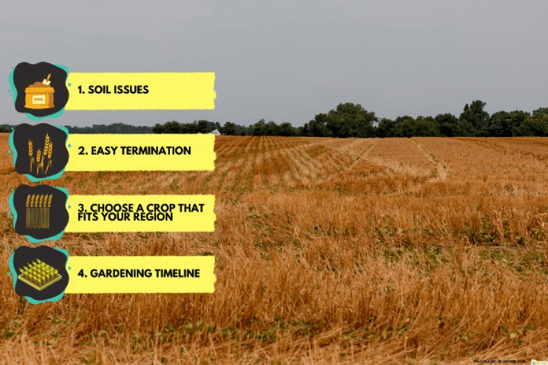 Cover Crops vs. Mulch: A Comprehensive Guide for Garden Health