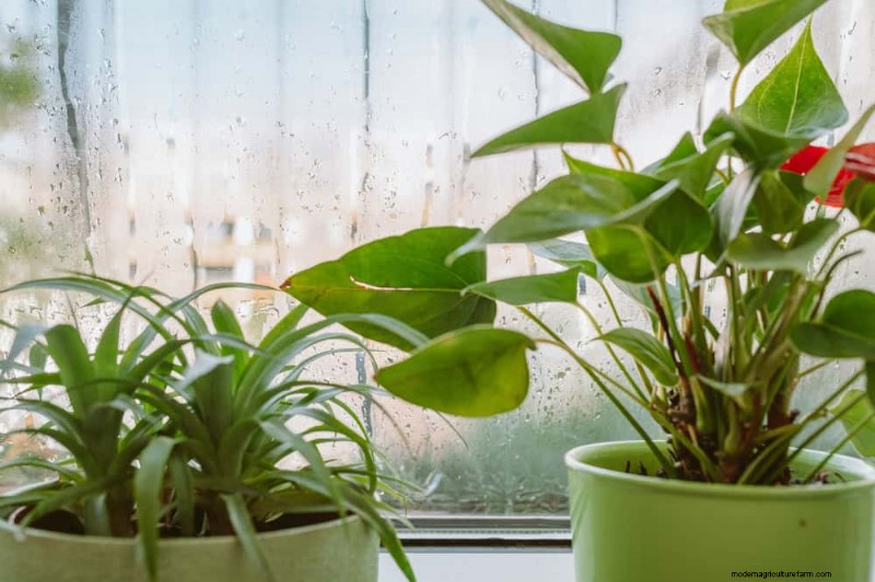 Protect Your Plants: 15 Common Winter Care Mistakes (and How to Fix Them)