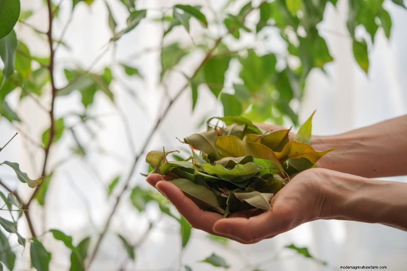 Protect Your Plants: 15 Common Winter Care Mistakes (and How to Fix Them)