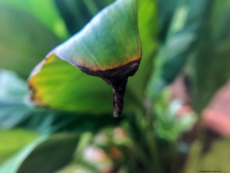 Protect Your Plants: 15 Common Winter Care Mistakes (and How to Fix Them)