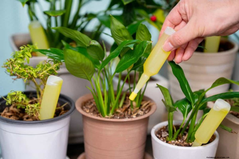 Protect Your Plants: 15 Common Winter Care Mistakes (and How to Fix Them)