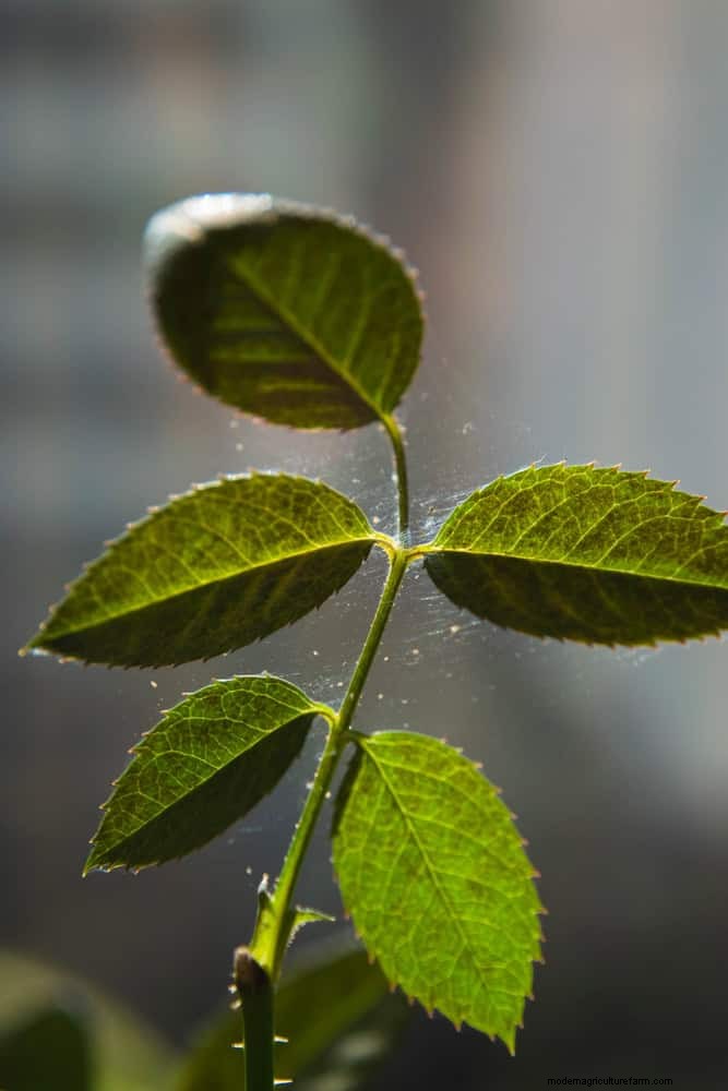 Protect Your Plants: 15 Common Winter Care Mistakes (and How to Fix Them)