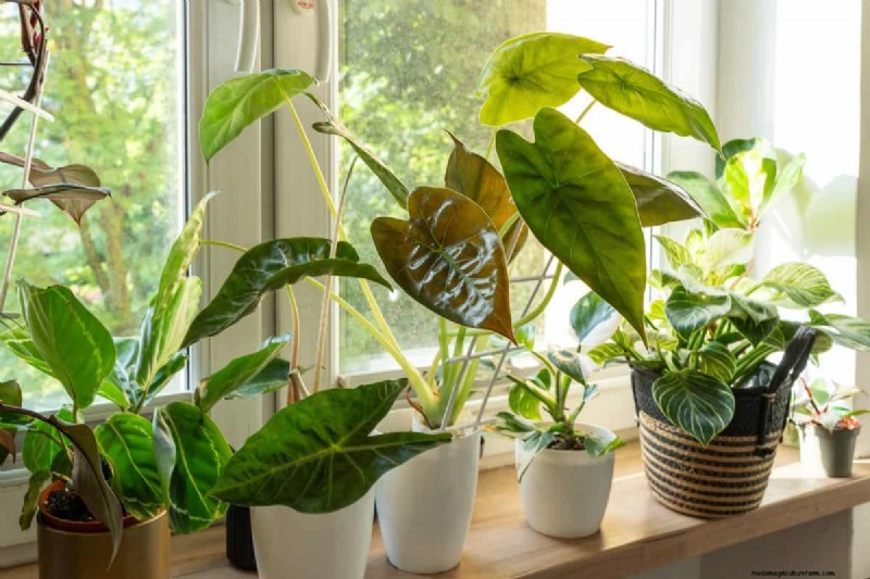 Protect Your Plants: 15 Common Winter Care Mistakes (and How to Fix Them)