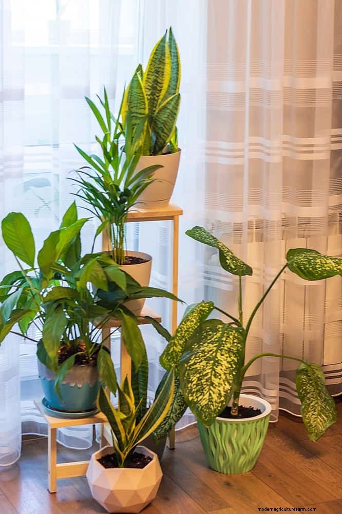 Protect Your Plants: 15 Common Winter Care Mistakes (and How to Fix Them)