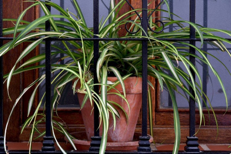 Eggshells for Houseplants: A Guide to Calcium & Mineral Benefits