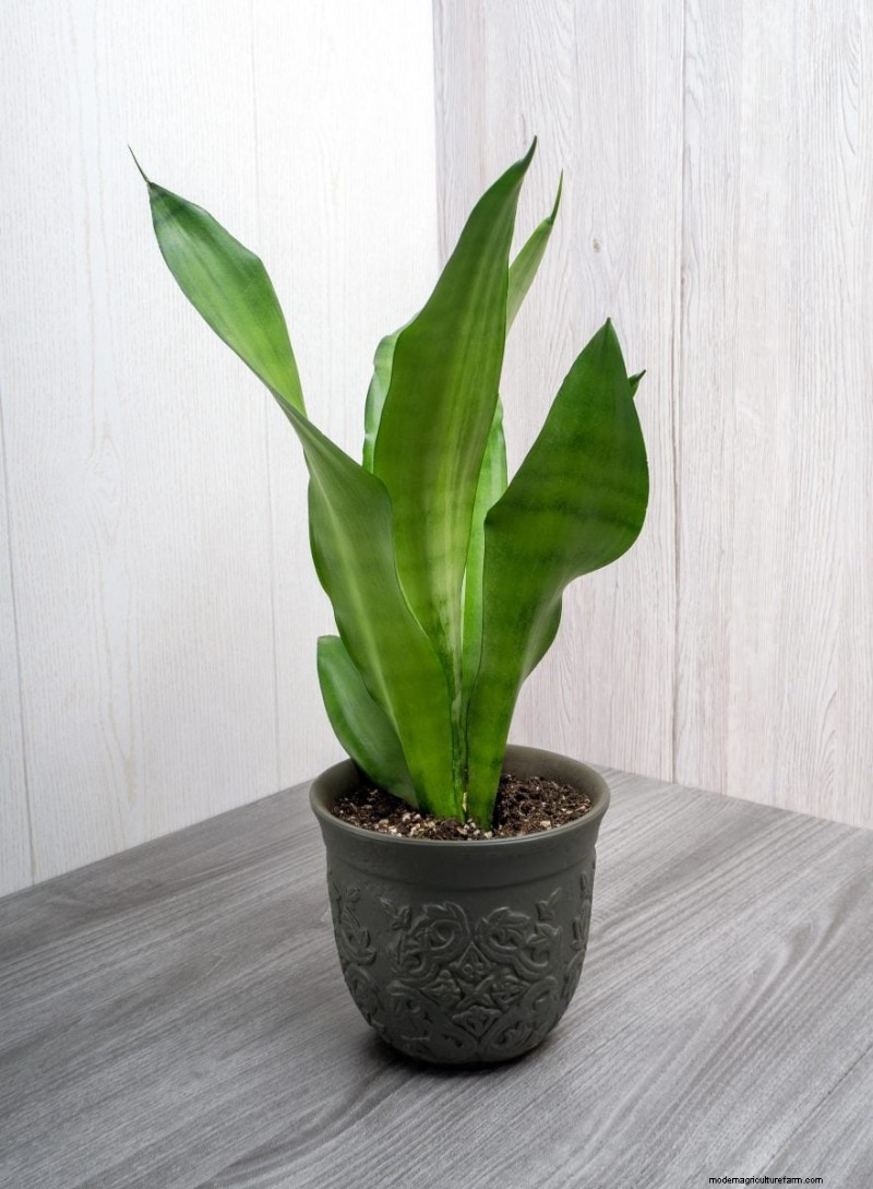 Eggshells for Houseplants: A Guide to Calcium & Mineral Benefits