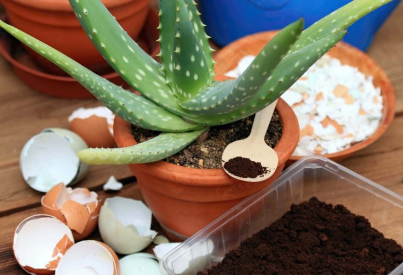 Eggshells for Houseplants: A Guide to Calcium & Mineral Benefits