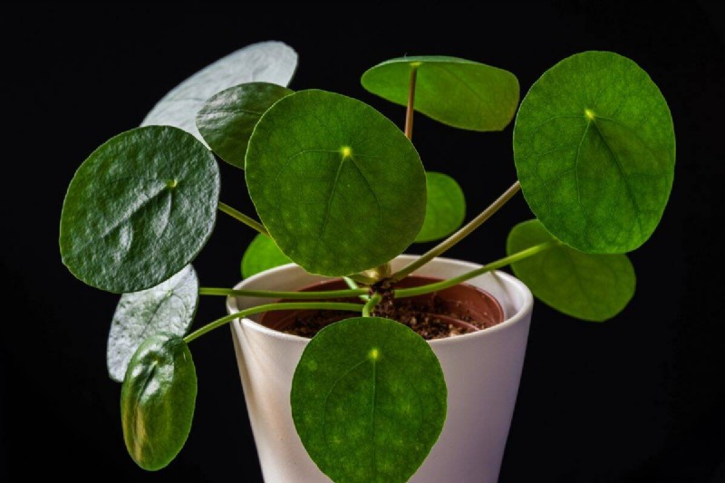 Eggshells for Houseplants: A Guide to Calcium & Mineral Benefits