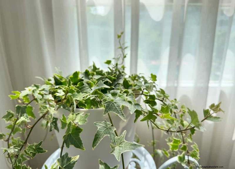 Eggshells for Houseplants: A Guide to Calcium & Mineral Benefits