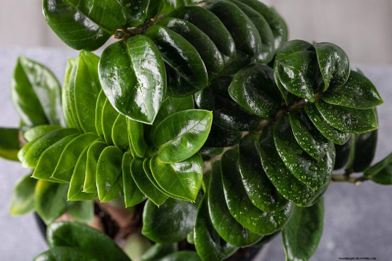Eggshells for Houseplants: A Guide to Calcium & Mineral Benefits