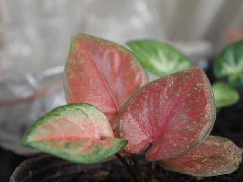 Eggshells for Houseplants: A Guide to Calcium & Mineral Benefits