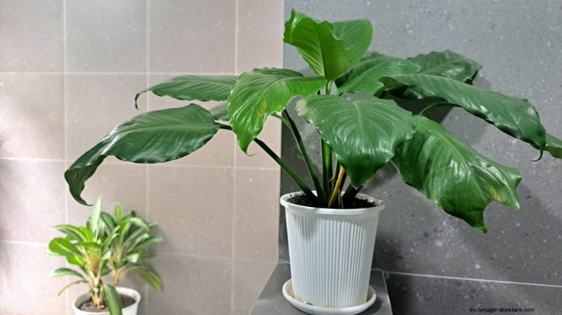 Best Low-Light Houseplants for Winter: Thrive All Season