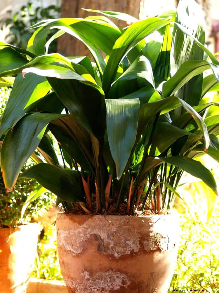Best Low-Light Houseplants for Winter: Thrive All Season