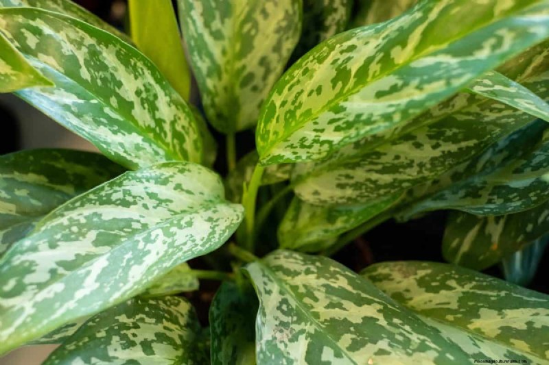 Best Low-Light Houseplants for Winter: Thrive All Season