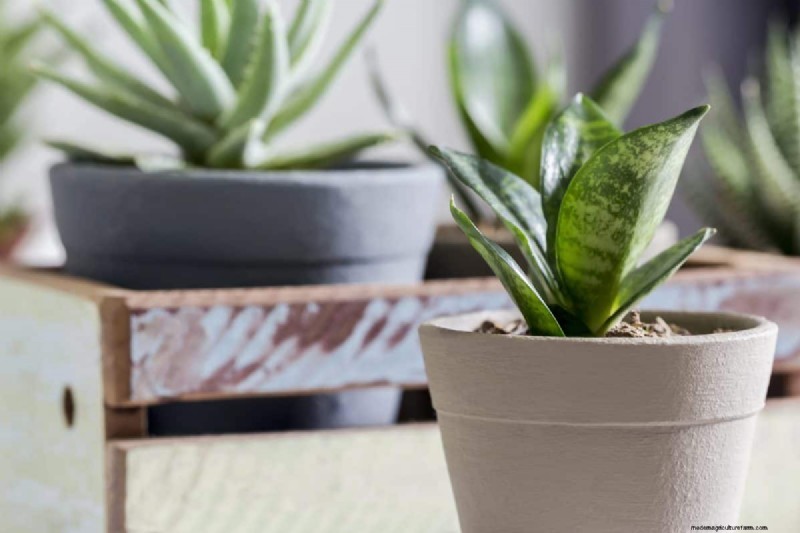 Best Low-Light Houseplants for Winter: Thrive All Season