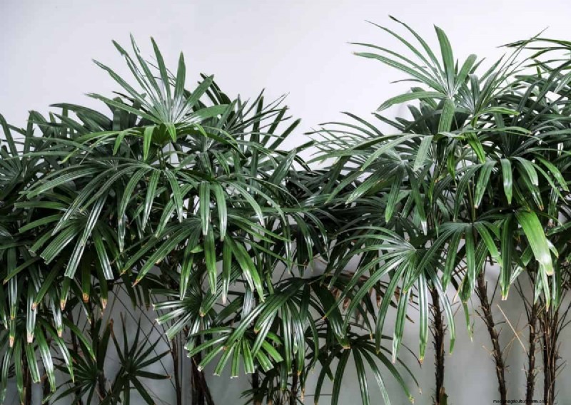 Best Low-Light Houseplants for Winter: Thrive All Season